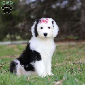 Sierra, Sheepadoodle Puppy